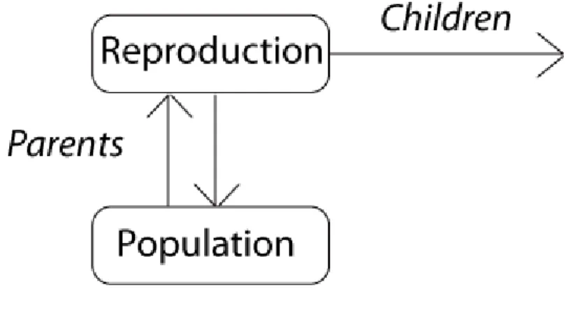 Figure 2:  Reproduction Cycle  D.3. Chromosome Modification 