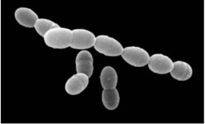 Figure 4. Electron microscopic image of S. thermophilus  (Source: Durso et al., 2003) 