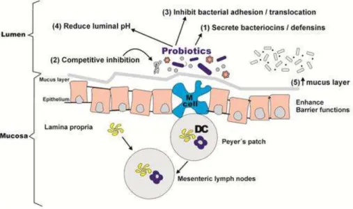 Figure 1. Mechanism of action of probiotics  (Source:  Otutumi  et al., 2012) 