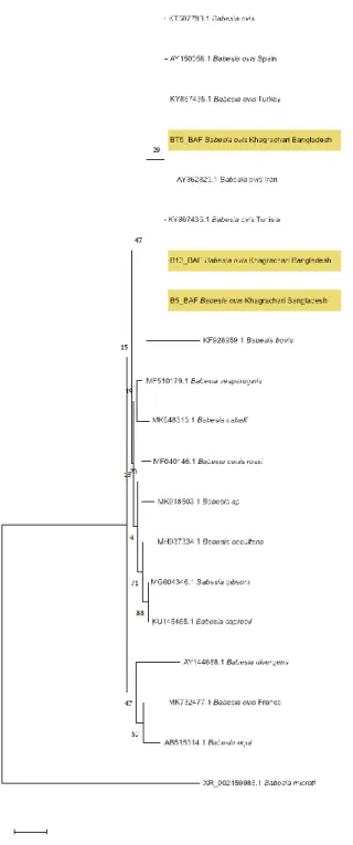 Fig. 6: Phylogenetic analysis based on partial 18S rRNA gene sequences of the Babesia sp