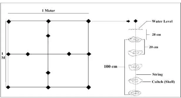Figure 2 Pattern of a substrate unit holding 12 shellstrings and hanged from bamboo raft