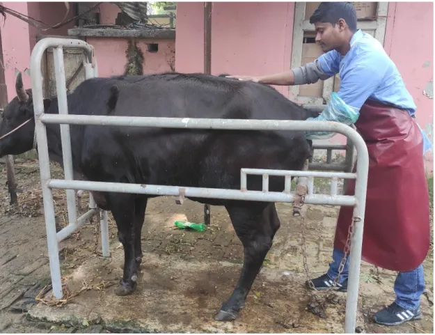 Fig.  1:  Rectal  palpation  of  repeat  breeder  cow to  confirm  the  absence  of  clinical  abnormalities 