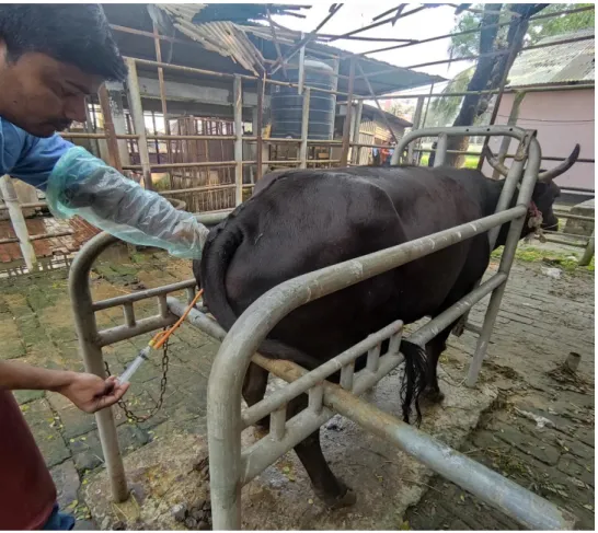 Fig.  2:  Collection  of  uterine  sample  from  RB  cow  using  foley  catheter,  flushing  technique  
