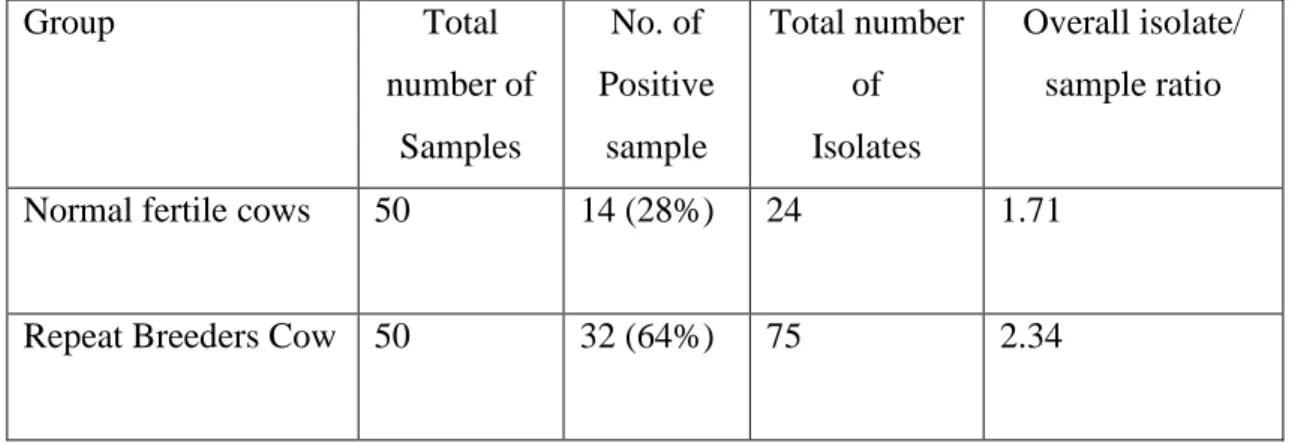 Table 4. Number of bacterial isolates recovered per sample in normal fertile cows and  RB cows  