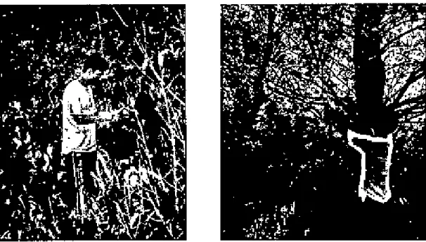 Figure 5.4: Observation of mangrove species in compartments 41 and 37.