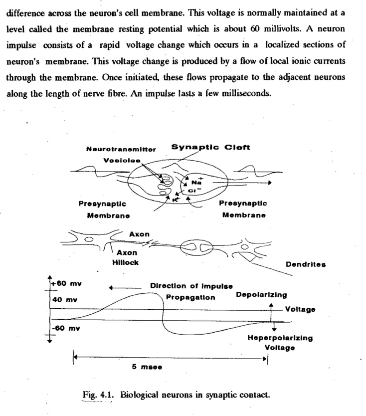 Fig. 4.1. Biological neurons in synaptic contact.