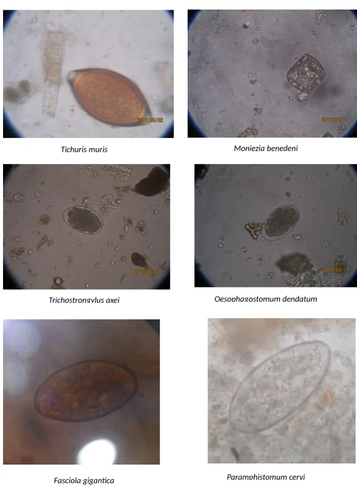 Fig. 3. Eggs of Gastrointestinal parasites (during examination)