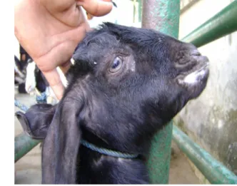 Fig: Clinical signs of PPR in Black Bengal goat 