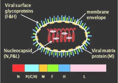 Figure  01: PPR Virus structure