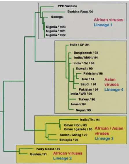 Fig. 03. Phylogenetic relationships of the PPR virus isolates based on (F) protein gene (Ozkul et al., 2002)