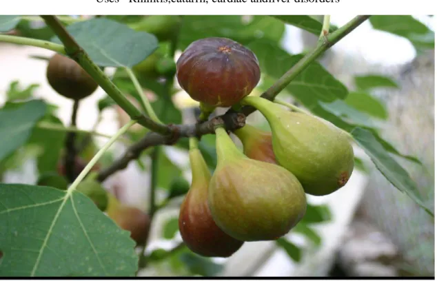 Figure 9:FicuscaricaLinn.(Tīn)  Uses– Constipation,cough, bronchialasthma 