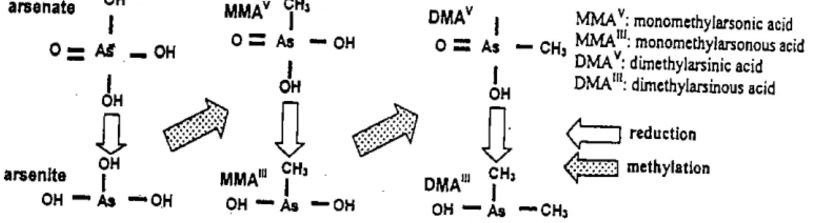 Figure 2.6: Reduction and methylation reactions in the metabolism of arsenic (Suzuki, 2002)