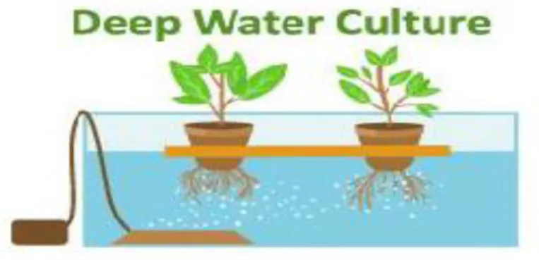 Fig 2.3: Deep Water Culture