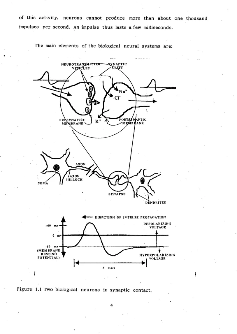 Figure 1.1 Two biological neurons in synaptic contact.