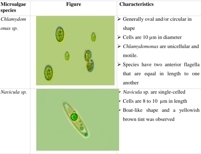 Table 4.4: Characteristics of isolated microalgae 