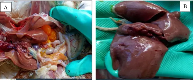 Figure 2.1: Postmortem findings of Salmonella affected broiler chicken. (A), (B) 