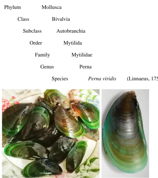 Figure 1. External view of green mussel (Perna viridis)