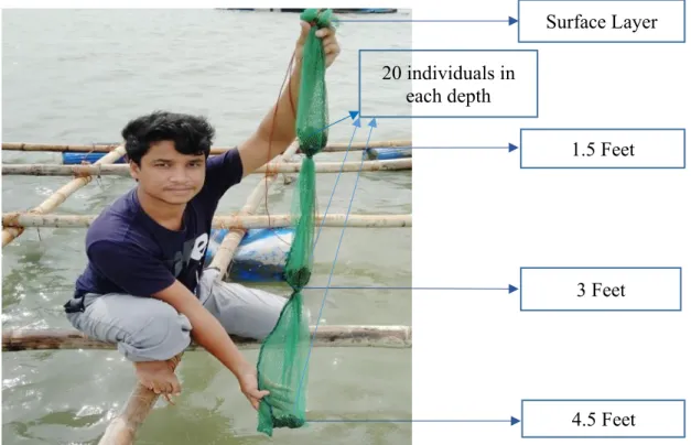 Figure  3.  Experimental  design  of  the  study.  Here,  a  total  of  ten  mussel  socks  were  installed in the raft in every location and ten replications of each depth associated with  twenty spat samples were installed in every location