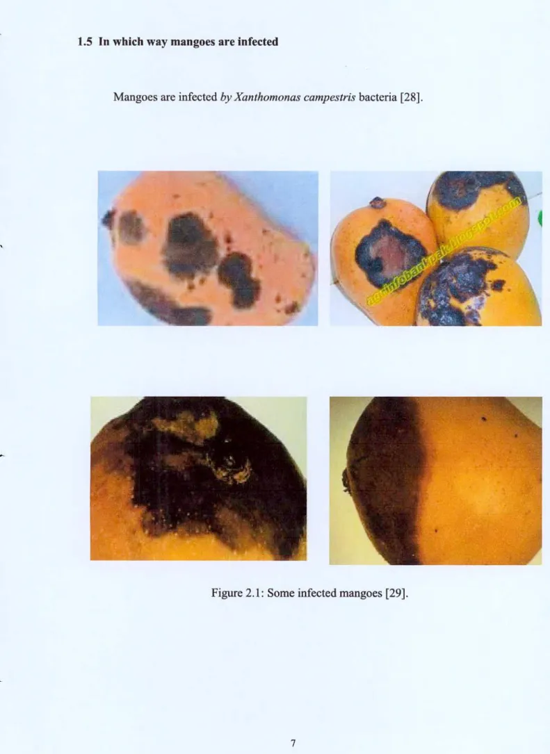 Figure 2.1: Some infected mangoes [29]. 