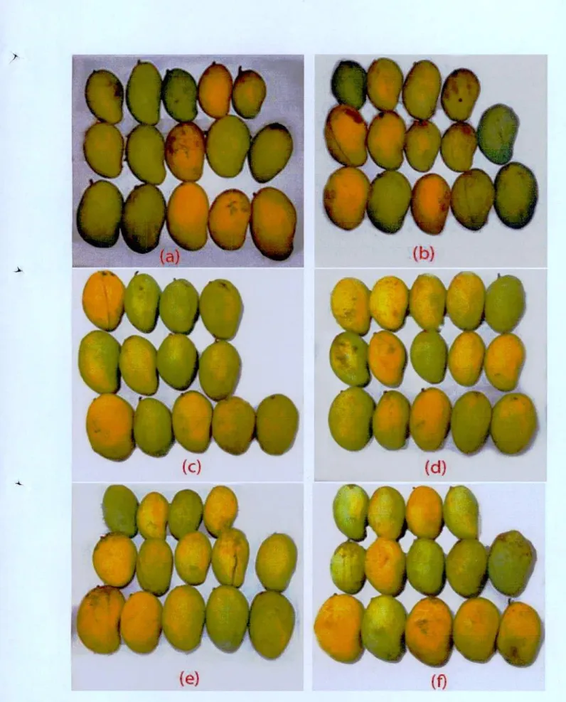 Figure 4.13.1: The physical appearance of antibiotic treated mango and control mango at 12th  day (a) Tetracycline 20 ppm (b) Amoxicillin 10 ppm (c) Amoxicillin 50 ppm  (d) Co-trimoxazole 20 ppm (e) Co-trimoxazole 30 ppm (f) Cefradine 50 ppm