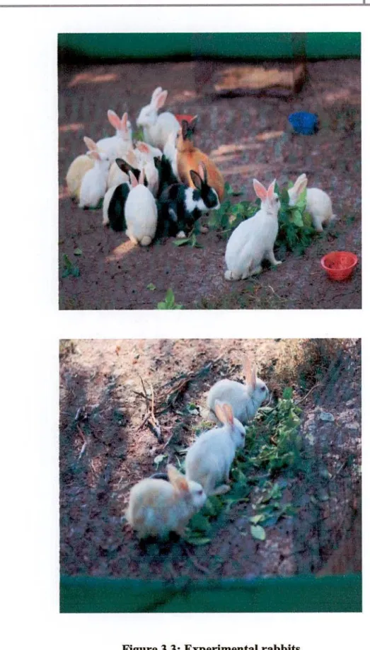 Figure 3.3: Experimental rabbits 