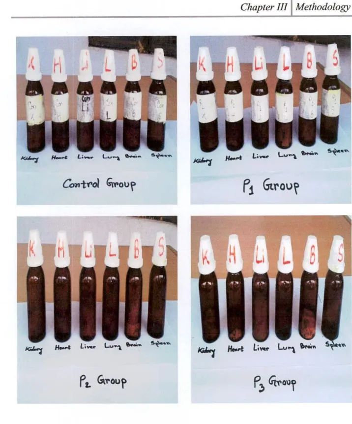 Figure 3.4: Preservation of control and heated palm oils treated rabbit organs 
