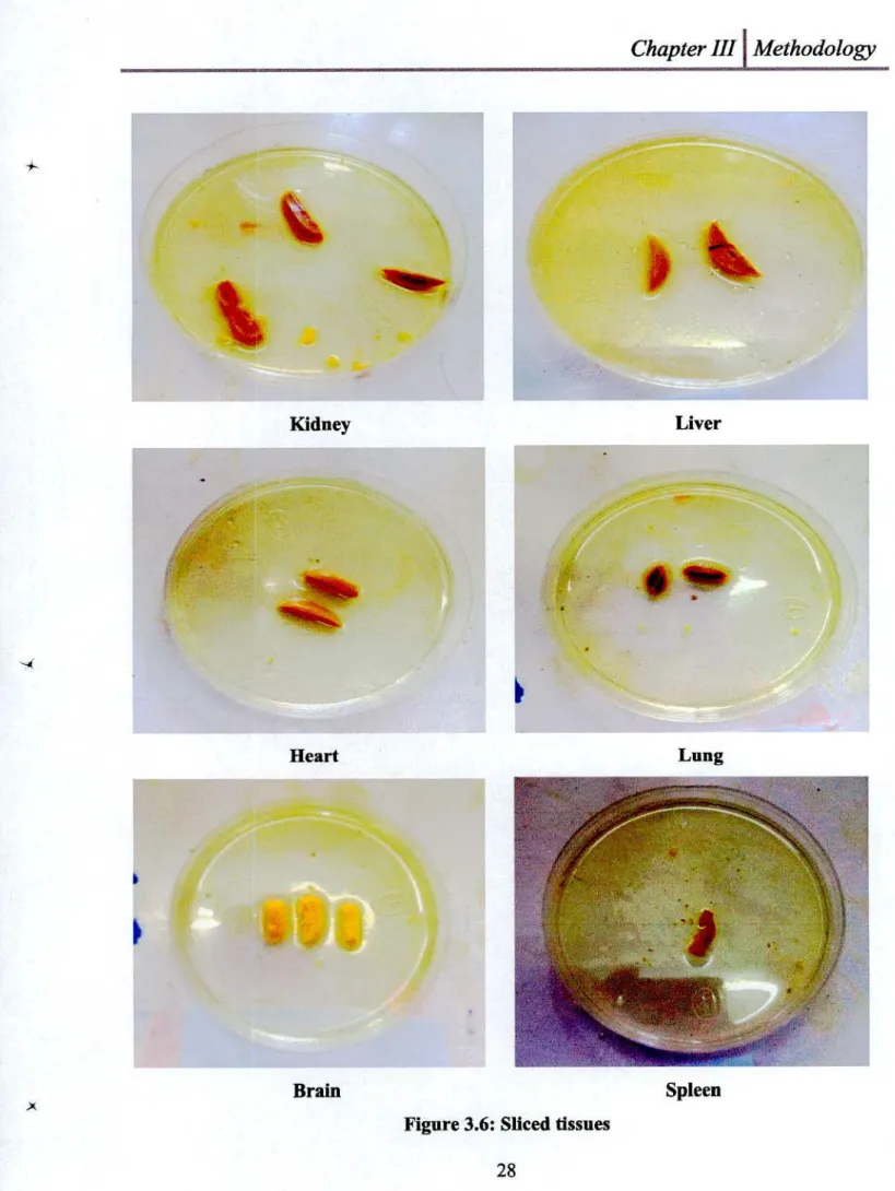 Figure 3.6: Sliced tissues 