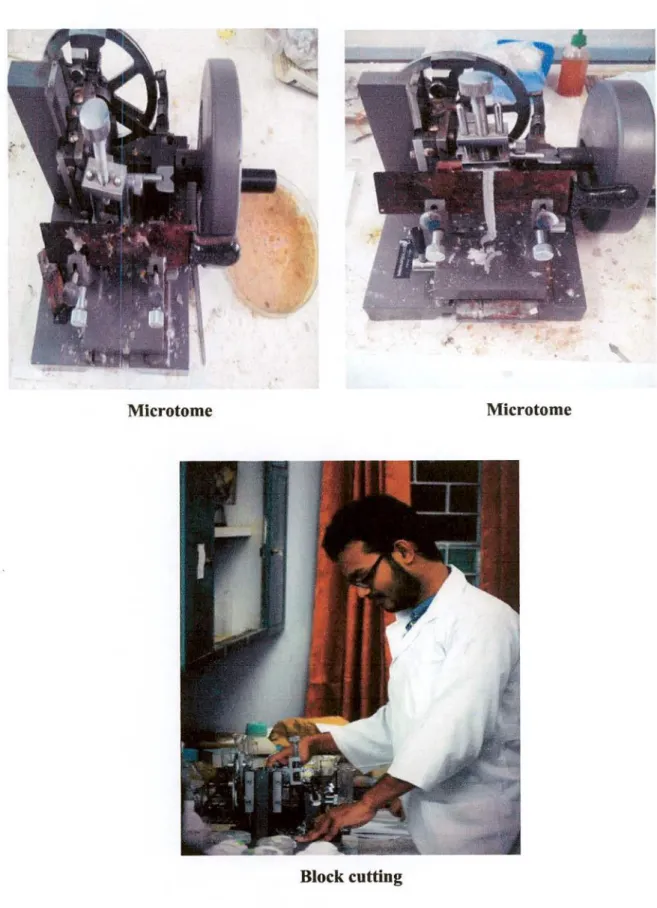 Figure 3.10: Block cutting and slide preparation 