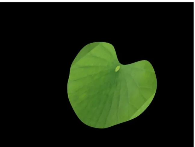 Figure 3.4: After rendering the water lily’s leaf 