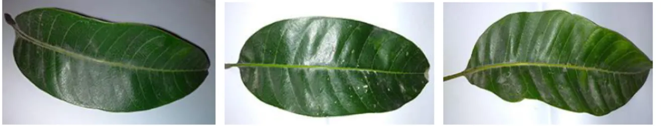 Figure 3.2.2 shows the image of Harivanga mango leaves. 