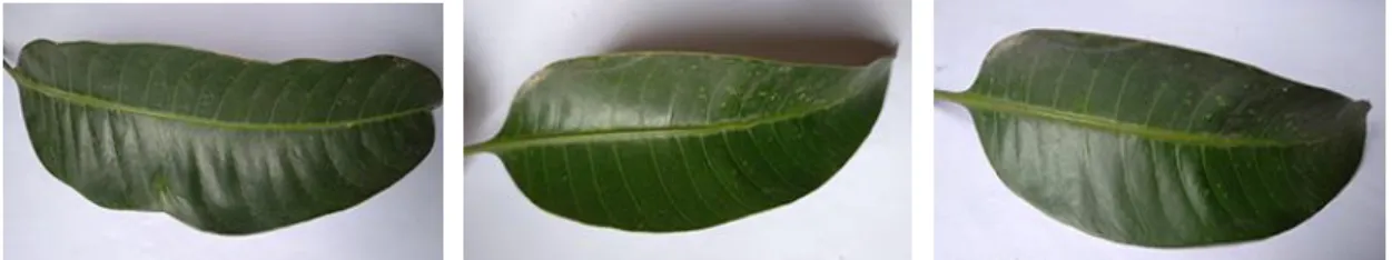 Figure 3.2.1: Khirshapat mango leaves. 