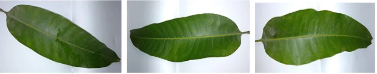 Figure 3.2.1 shows the image of Khirshapat mango leaves. 