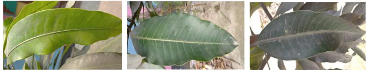 Figure 3.2.4: Bombai mango leaves. 