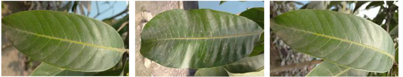 Figure 3.2.4 shows the image of Bombai mango leaves. 