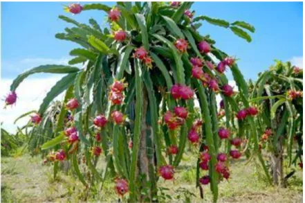 Figure 1: Dragon Fruit Tree .  