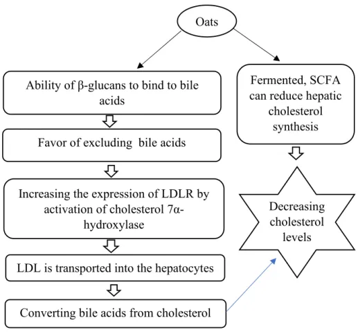 Figure 2.7 Prevention of dyslipidemia (Marlett, 1997; Ellegard and Anderson, 2007)  2.4.2 Oats help to manage weight 