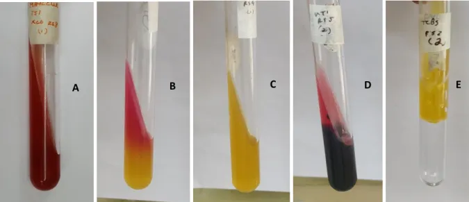 Figure 3: Results of the TSI test (A) No gas (NG), No H 2 S (N H 2 S), Red butt and slant
