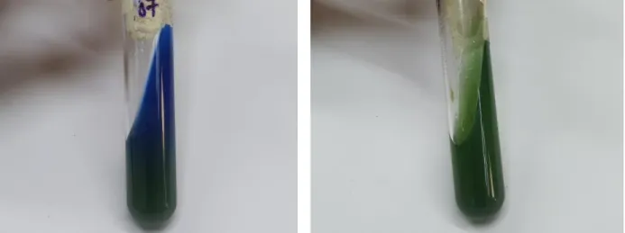 Figure 5: Citrate positive  Figure 5.1: Citrate negative 