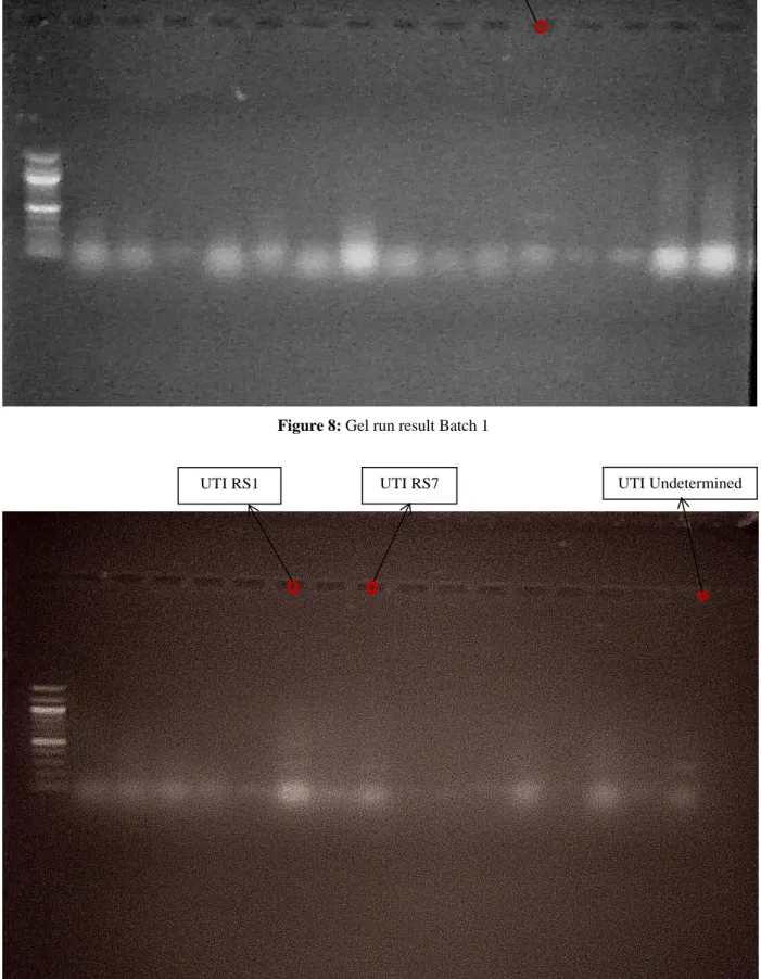 Figure 8.1: Gel run result Batch 2 