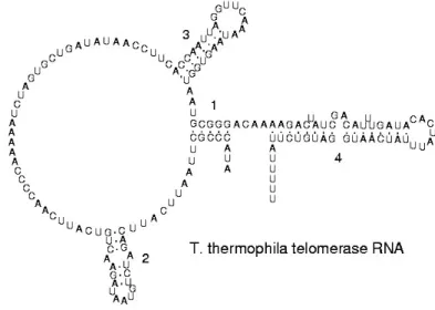 Figure 2.3: Secondary structure of a telomerase RNA. Source [2]