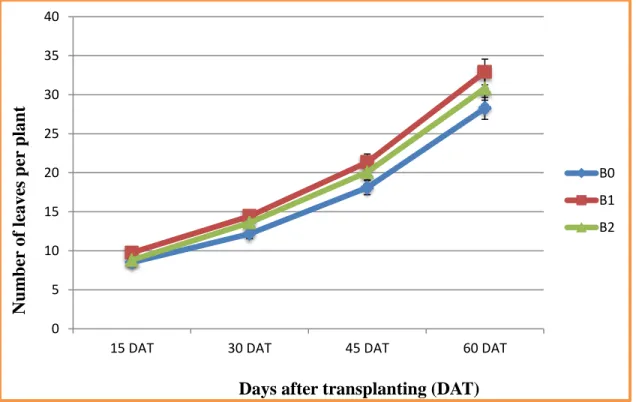 Fig. 5.  Effect of different levels of boron on number of leaves of tomato at different days  after transplanting