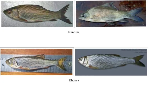 Figure 3.4.1: A portion of my dataset of Haor fishes Identification  