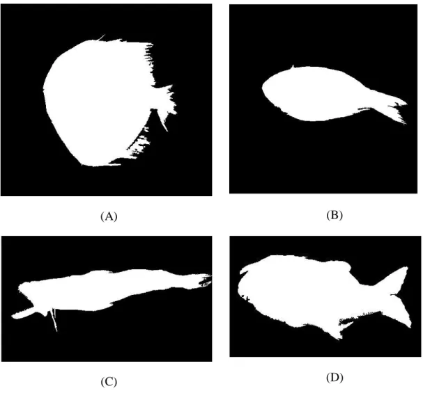 Figure 4.3: Segmented images of (A) Rupchandra (B) Poa (C) Loitta (D) Tailla 