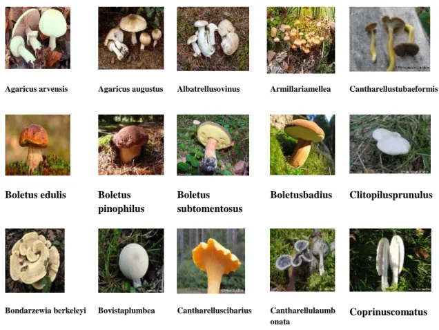 Figure 2: Different Classes of Edible Mushroom 