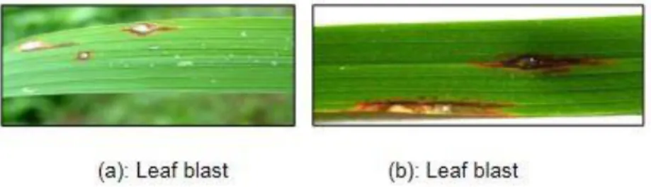 Figure 2: Infected rice leaves