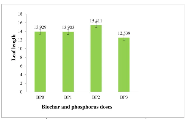Figure 3. Effect of biochar and phosphorus on leaf length of wheat plant  (LSD 0.05 =0.58)