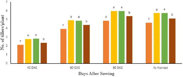 Figure 4. Influence of biochar and K management on no. of tillers/plant at different   stages of wheat (LSD 0.05 = 0.146, 0.162, 0.108, and 0.106 at 40,60,80 DAS and  at harvest respectively) 