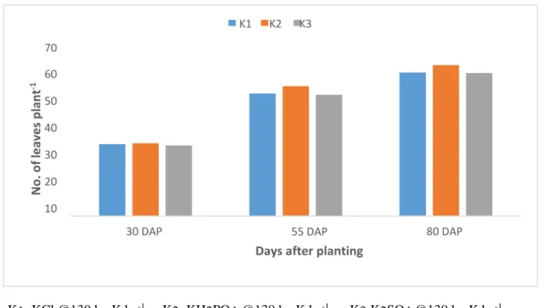 Figure 2. Effect  of sources  of potassium on no. of leaves  of potato  at  different      days after  planting (DAP) 
