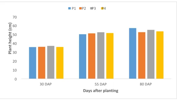 Figure 3.  Effect  of  phosphorus  dose  on  plant  height  of  potato  at  different  days  after  planting (DAP) 