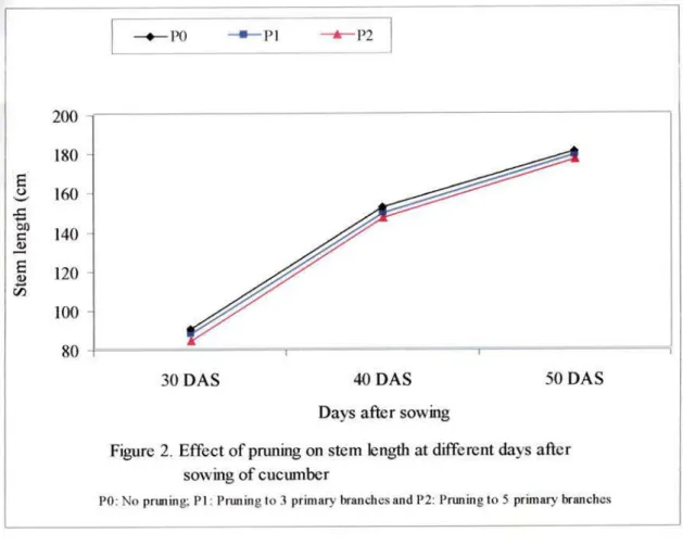 Figure  2.  Effect  of pruning  on  stem  length  at different  days  after  sowing  of cucumber 
